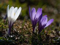 Nahaufnahme von weißer und violetten Krokus Blüten
